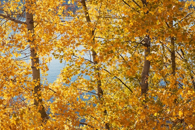 Feuilles de bouleau jaune d'automne contre une rivière bleue