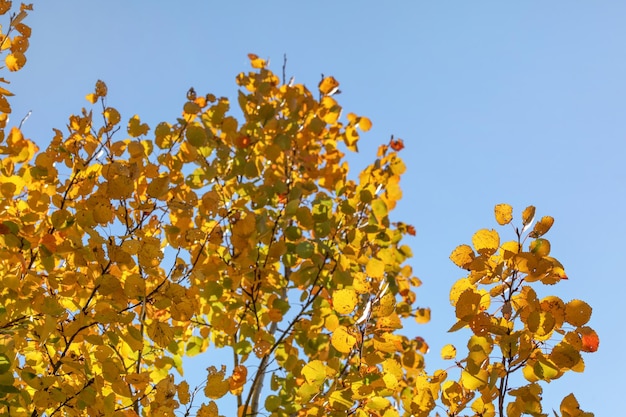 Feuilles de bouleau jaune contre ciel bleu clair. Abstrait automne.