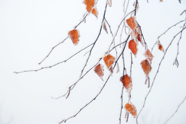 Feuilles de bouleau jaune recouvertes de givre sur un fond flou clair