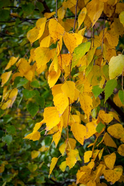 Feuilles de bouleau en transition du vert au jaune....