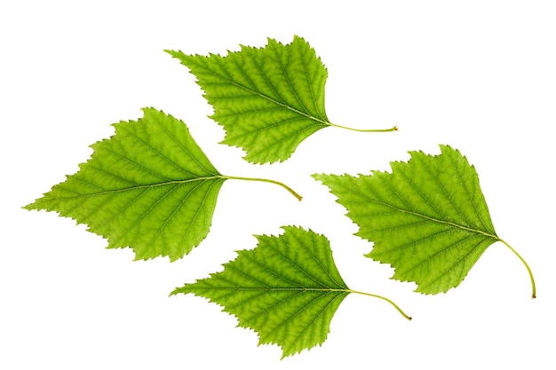 Feuilles de bouleau vert isolé sur fond blanc