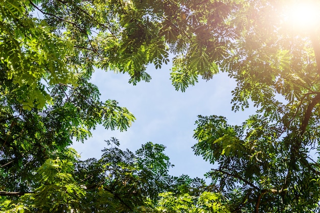 feuilles de bouleau vert qui brille au soleil sur le ciel bleu