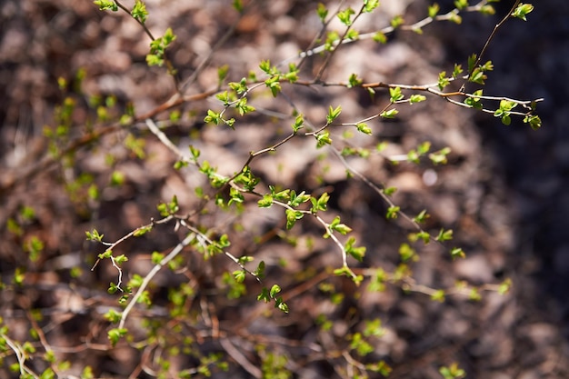 Feuilles de bourgeons frais sur le fond de la terre Éveil printanier de la nature