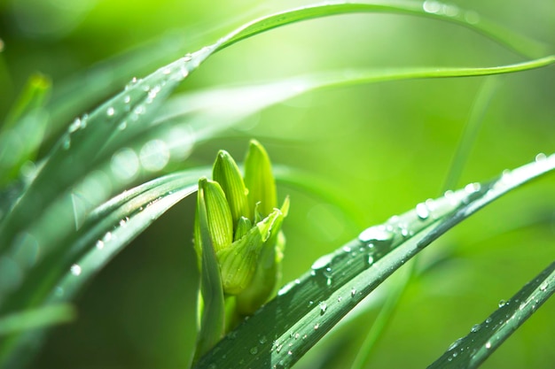 Feuilles Et Bourgeons De Lys Avec Des Gouttes D'eau Après La Pluie Printanière