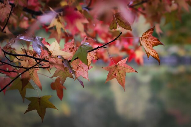 Feuilles sur une branche d'arbre en automne