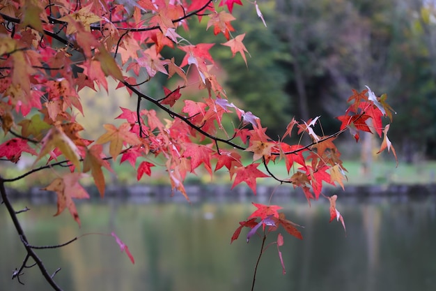 Feuilles sur une branche d'arbre en automne