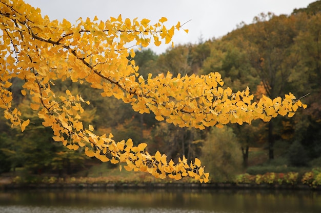 Feuilles sur une branche d'arbre en automne