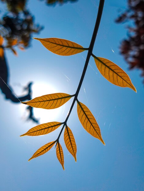 Feuilles sur une branche d'arbre contre le soleil