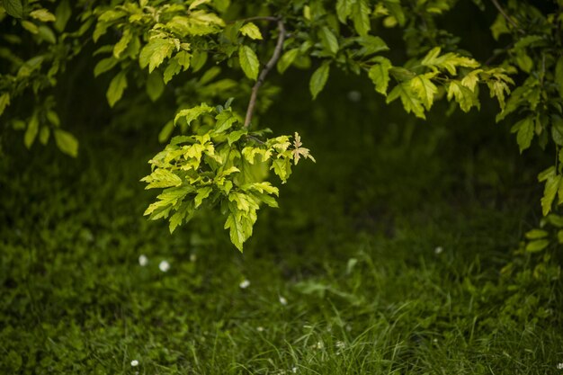 Feuilles d'une branche d'arbre dans un milieu urbain