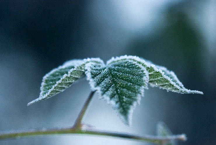 Photo feuilles sur une branche recouverte de givre, matin glacial