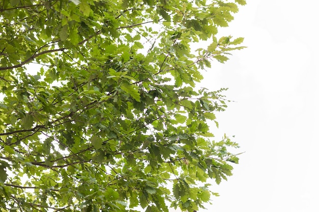 Feuilles et branches d'arbres verts