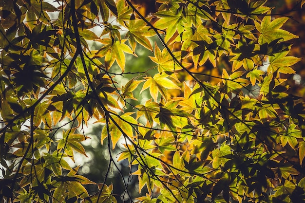 Photo les feuilles sur les branches des arbres