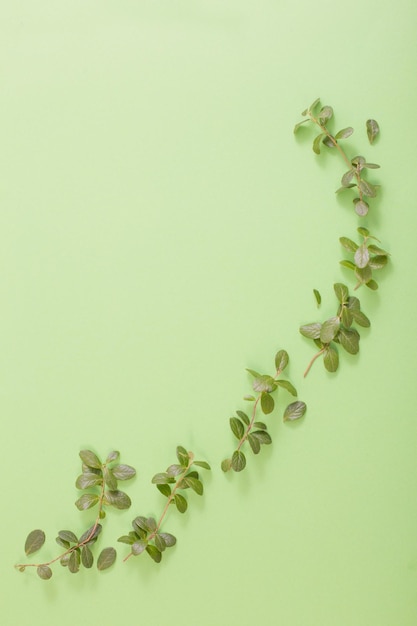 Feuilles et branches de bleuets verts sur fond vert