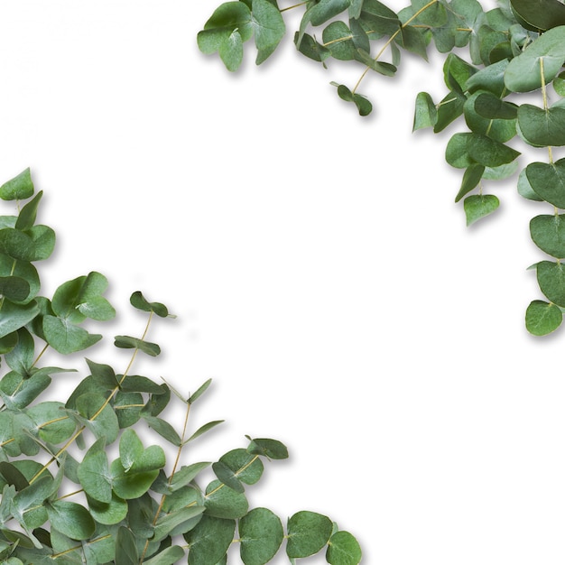 Feuilles et branches d'eucalyptus vert isolés sur blanc