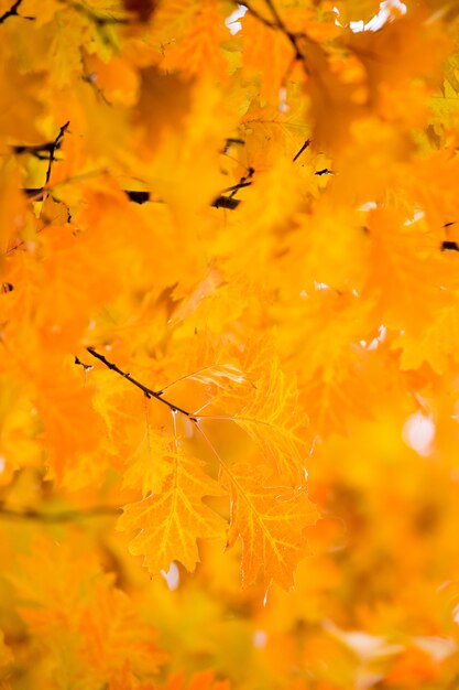 Feuilles sur les branches de la forêt d'automne.