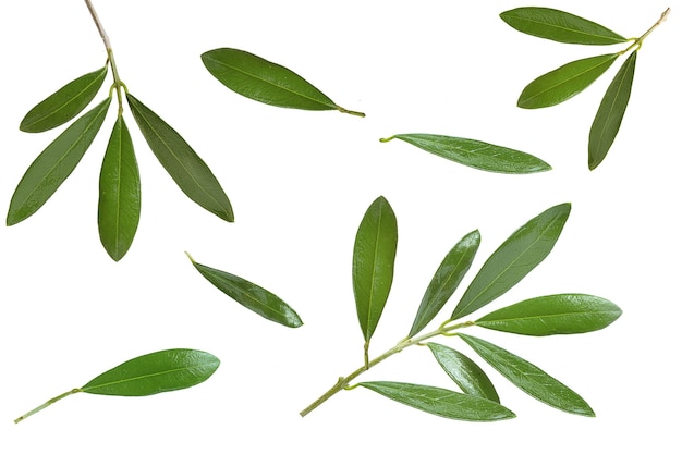 Feuilles et branches d'olivier sur fond blanc et branches sur fond blanc