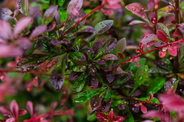 Les feuilles brillantes de l'arbuste de l'épine-vinette rouge du Japon