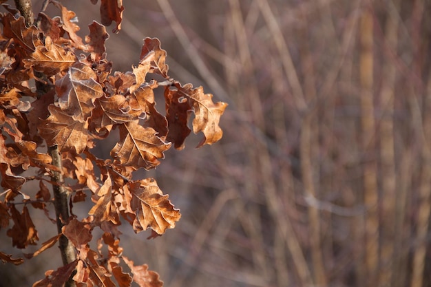 Feuilles brunes d'automne recouvertes de givre sur un arrière-plan flou Espace de copie Arrière-plan de feuilles dorées sur un arrière-plan propre Gelées dans la forêt