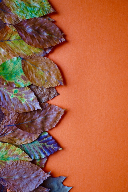 Photo feuilles brunes avec des couleurs d'automne sur le fond orange