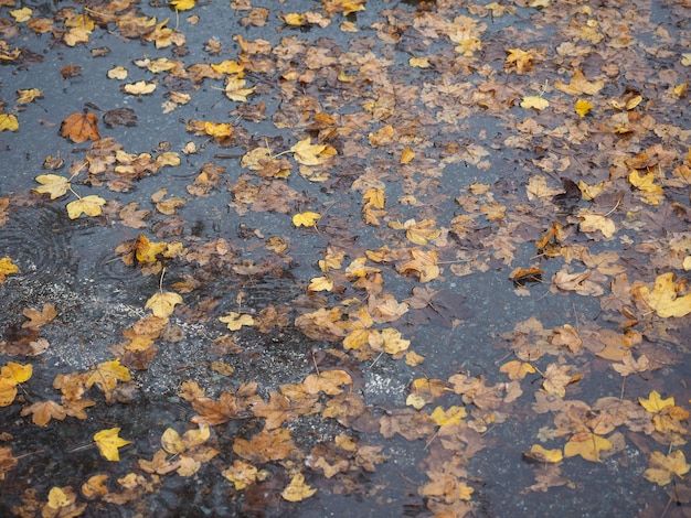 Feuilles brunes dans le fond de la texture de l'eau