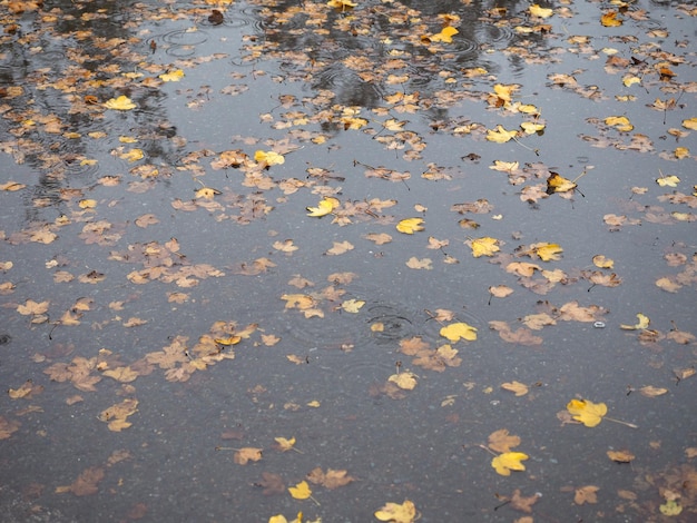 Feuilles brunes dans le fond de la texture de l'eau