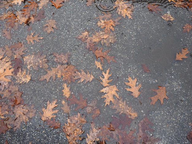 Feuilles brunes dans le fond de la texture de l'eau