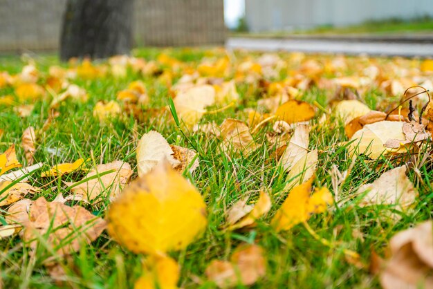 Feuilles brunes sur la pelouse à l'automne