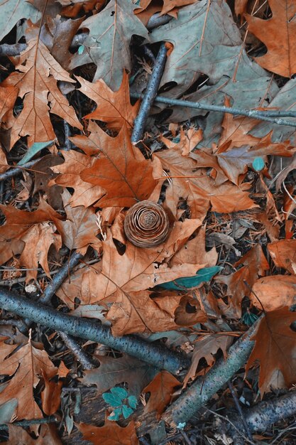 Feuilles brunes et pomme de pin sur le terrain en automne