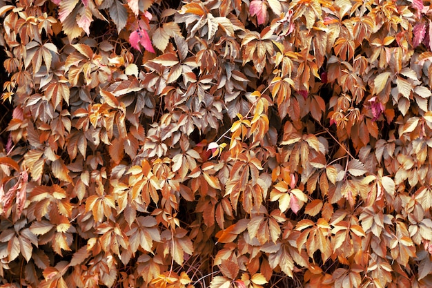 Feuilles brunes de raisins sauvages, fond vert, fond naturel