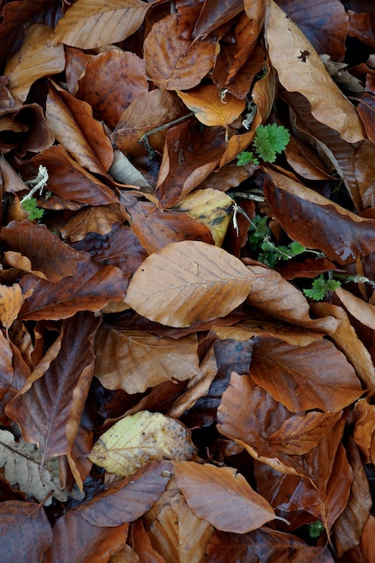 feuilles brunes sèches sur le sol en saison d'automne, couleurs d'automne dans la nature