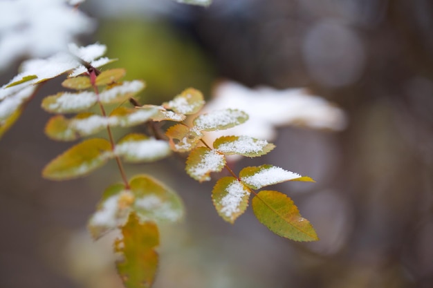 Feuilles de bruyère couvertes de neige. Fermer