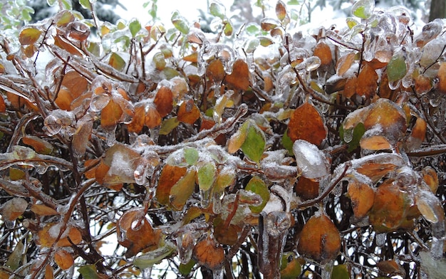 Feuilles sur un buisson Branches gelées dans la glace après une tempête de froid Photo détaillée