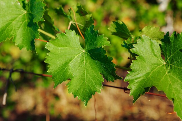 Feuilles de buisson de raisins dans un vignoble close up