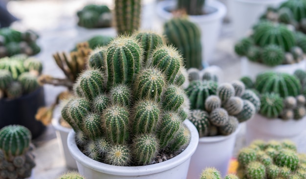 Feuilles de cactus vert gros plan dans des pots pour le jardinage à domicile