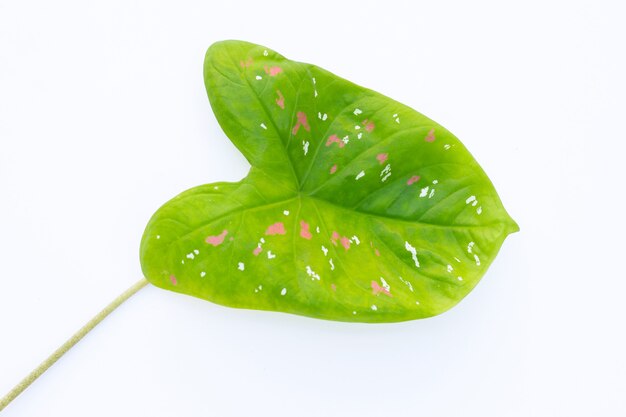 Feuilles de caladium sur blanc