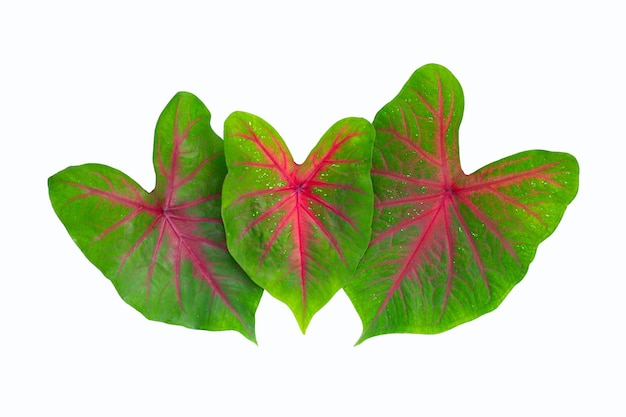 Feuilles de caladium sur fond blanc Vue de dessus