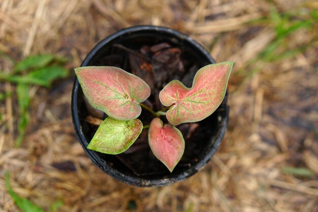 feuilles de caladium en pot excellente plante pour décorer le jardin