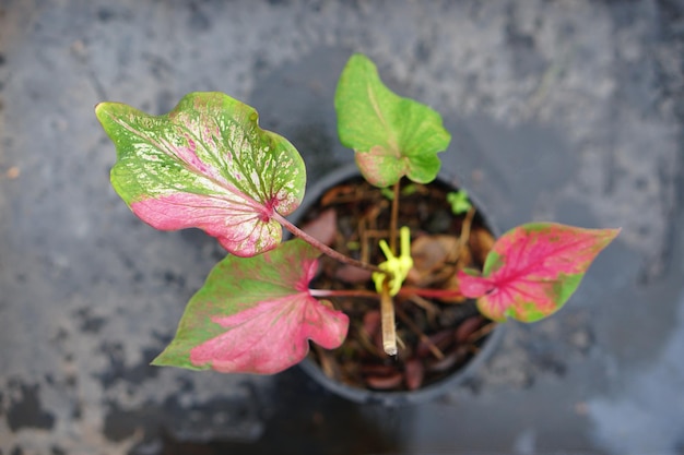 feuilles de caladium en pot excellente plante pour décorer le jardin