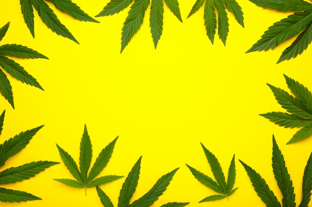 Feuilles de cannabis, feuilles de marijuana sur jaune avec copie espace