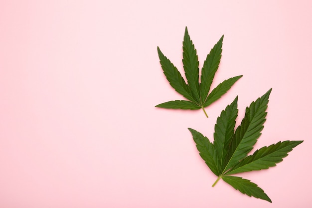 Feuilles de cannabis, feuilles de marijuana sur rose avec espace copie