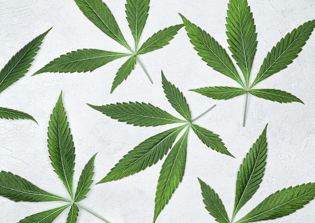 Feuilles de cannabis sur un fond de béton gris clair