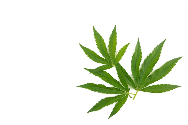 Feuilles de cannabis sur fond blanc