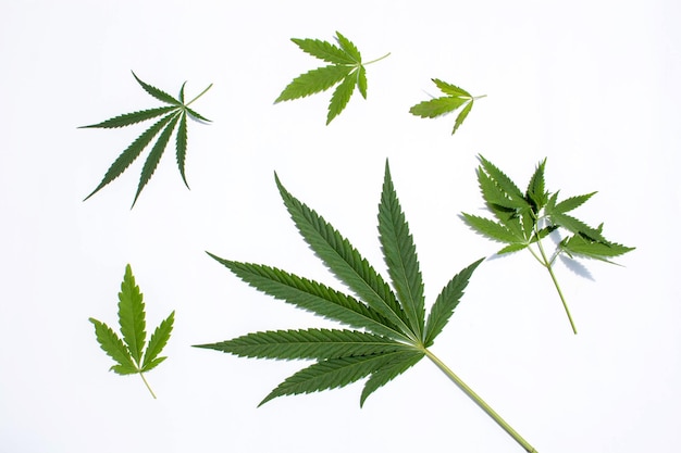 Photo feuilles de cannabis isolées sur fond blanc. style à plat