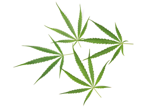 Feuilles de cannabis isolées sur fond