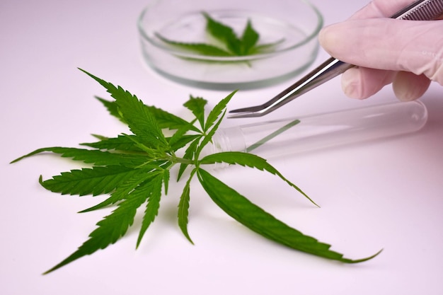 Les feuilles de cannabis en laboratoire Médicine à base de cannabis