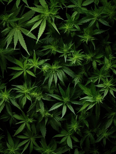Les feuilles de cannabis ont une texture de fond.