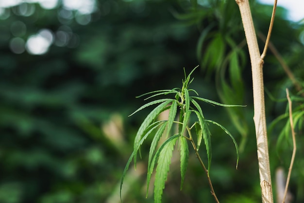 Les Feuilles De Cannabis De La Plante Les Feuilles De Marijuana Sont Utilisées En Médecine