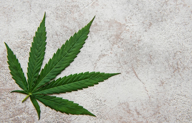 Photo feuilles de cannabis vert sur fond de béton. culture de marijuana médicale. concept de médecine alternative à base de plantes