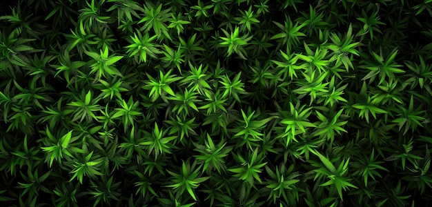 Photo des feuilles de cannabis vertes et luxuriantes au-dessus