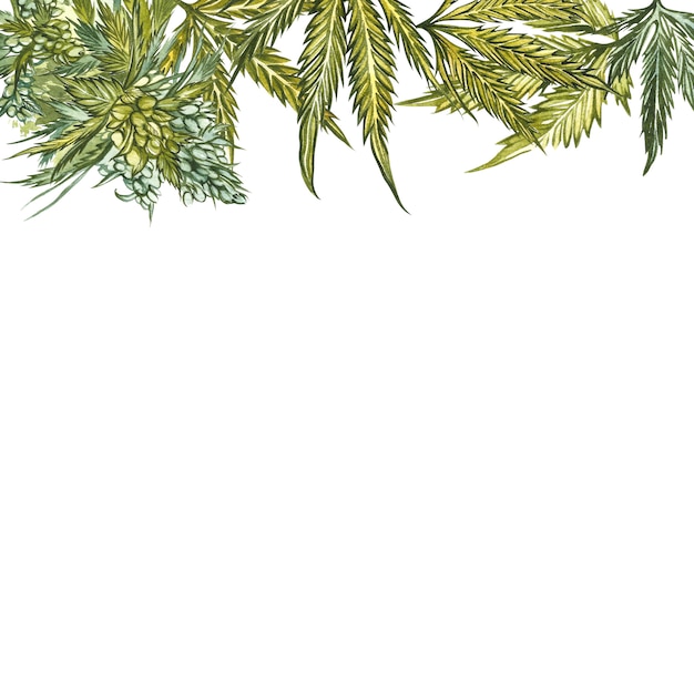Photo feuilles de cannabis